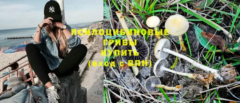 omg сайт  Кандалакша  Псилоцибиновые грибы Magic Shrooms 